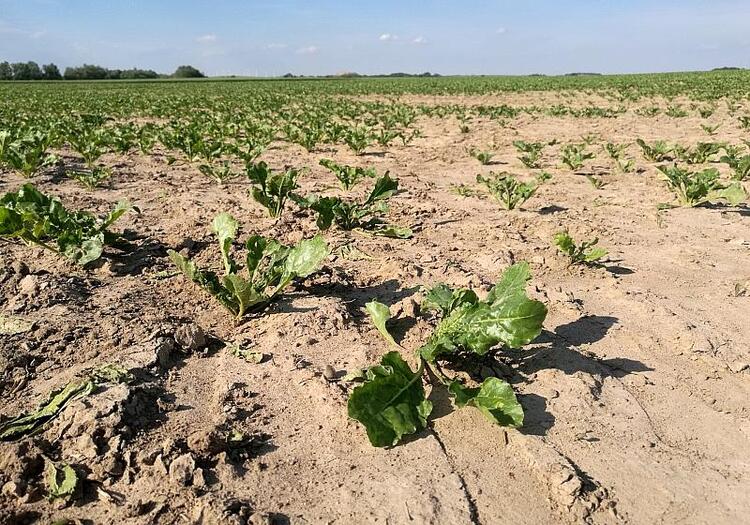 Kommunen fordern Unterstützung bei Klimafolgenanpassung