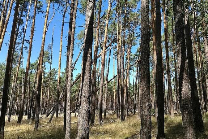 NRW will 5.000 Hektar Wildnisgebiete ausweisen