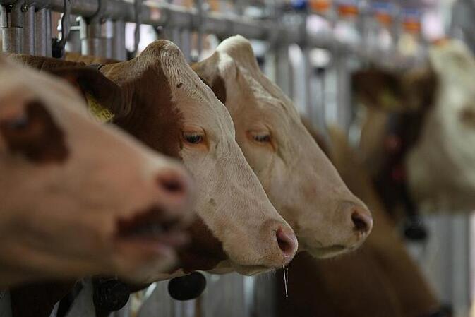 Landwirtschaftliche Erzeugerpreise im Mai gestiegen