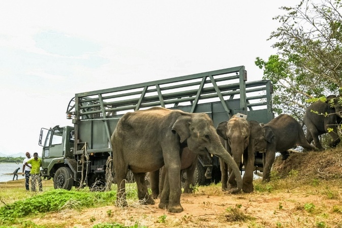 Sri Lanka: Drei Elefanten an einem Tag getötet