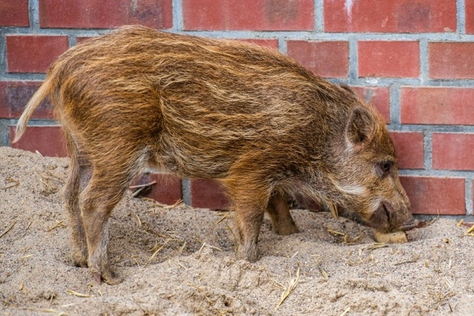 Rheinland-Pfalz: Vermeintlicher Einbrecher entpuppt sich als junges Wildschwein