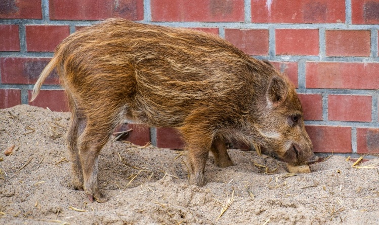 Rheinland-Pfalz: Vermeintlicher Einbrecher entpuppt sich als junges Wildschwein
