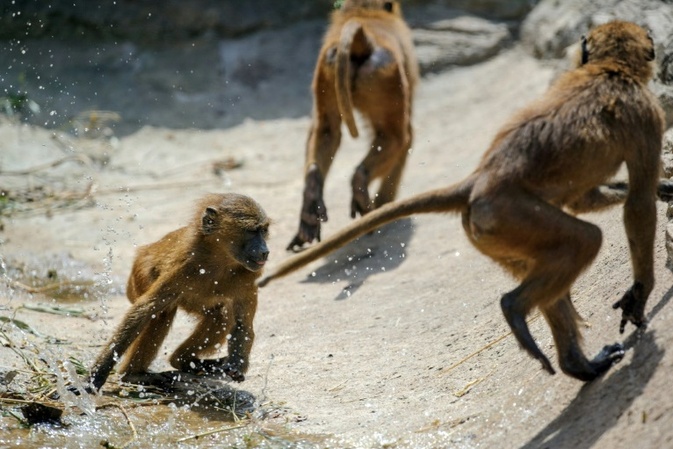 Nürnberger Tiergarten tötet Paviane - Tierschützer stürmen auf Gelände
