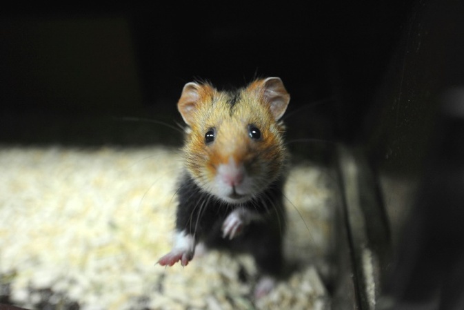 Rettungseinsatz der Münchner Feuerwehr: Hamster steckt mit Po in Häuschen fest