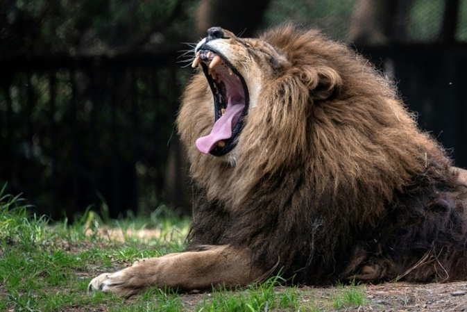 Bitte um Kleintier-Spenden für Raubtierfütterung: Dänischer Zoo bekommt Hasskommentare