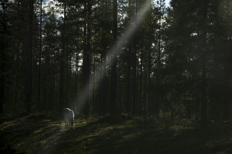Rentiere in Finnland leiden unter Hitzewelle
