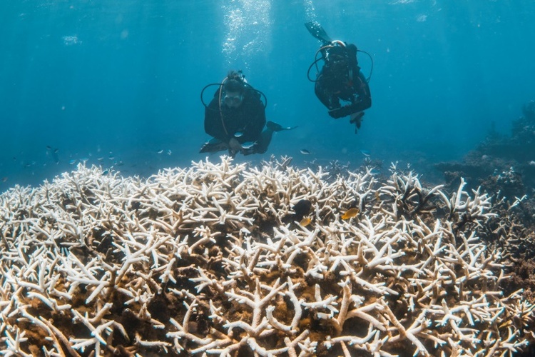 Korallenbleiche im Great Barrier Reef vor Australien erreicht Rekord-Ausmaß