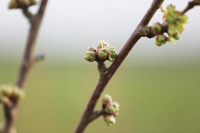 Studie: Pflanzen steuern Mikroorganismen an ihren Wurzeln