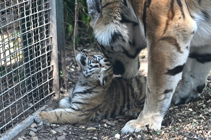 Mutter verweigerte Aufzucht: Zoo Leipzig schläfert drei Tigerjunge ein