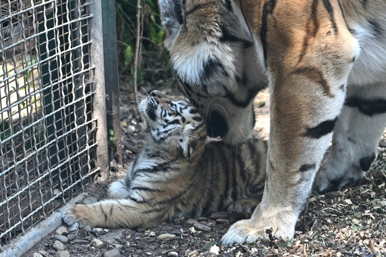 Mutter verweigerte Aufzucht: Zoo Leipzig schläfert drei Tigerjunge ein