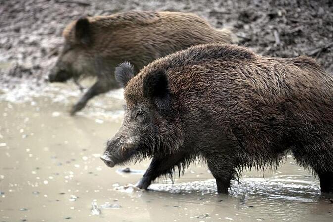 Wildschweine werden zur Plage in Wohngebieten