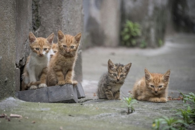 Erschöpfte Babykatze aus Altkleidercontainer in Niedersachsen gerettet