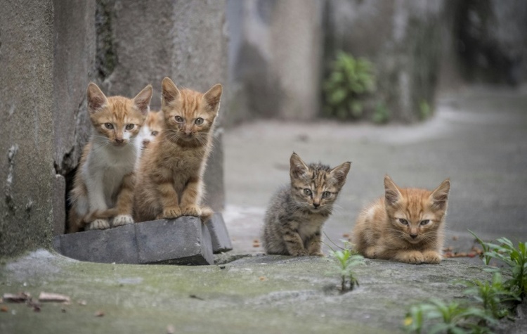 Erschöpfte Babykatze aus Altkleidercontainer in Niedersachsen gerettet
