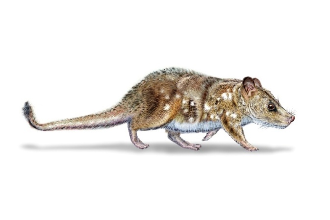 Wissenschaftler finden 74 Millionen Jahre altes Säugetierfossil in Chile