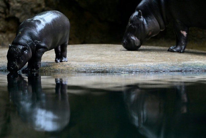 Zwergflusspferd Toni verlässt Berlin und zieht in französischen Zoo