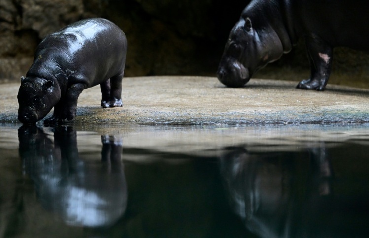 Zwergflusspferd Toni verlässt Berlin und zieht in französischen Zoo