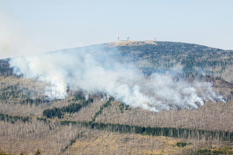 Trockenheit und Hitze durch Klimakrise: WWF warnt vor eskalierenden Waldbränden