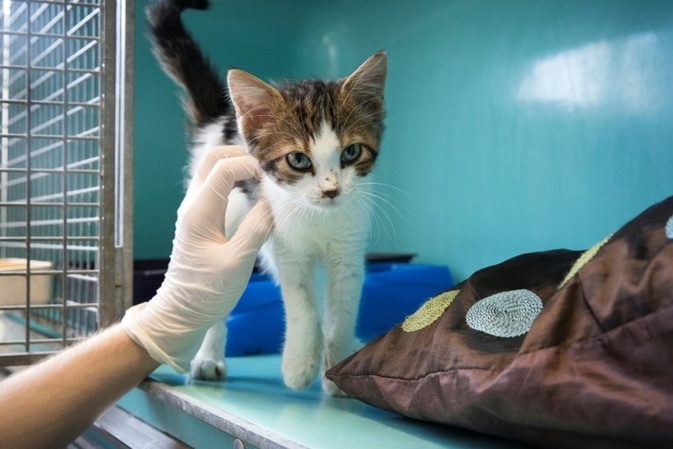Möglicherweise geworfen: Polizei ermittelt nach Todessturz von Katze aus Hochhaus