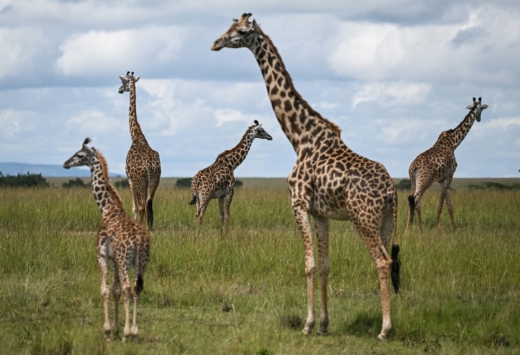 Nach 250 Jahren Forschung: Vier verschiedene Giraffenarten offiziell anerkannt