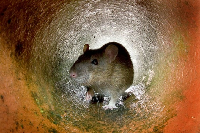 Mit 15 Ratten im Käfig: Bundespolizisten stoppen Reisende am Hauptbahnhof Essen