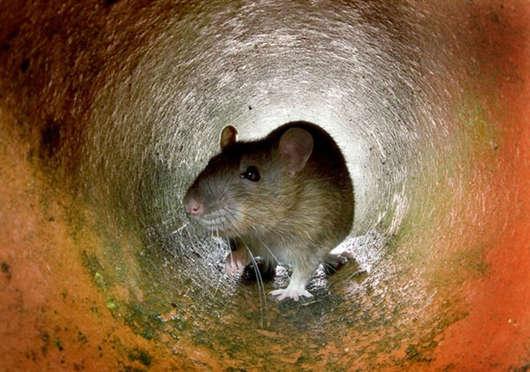 Mit 15 Ratten im Käfig: Bundespolizisten stoppen Reisende am Hauptbahnhof Essen