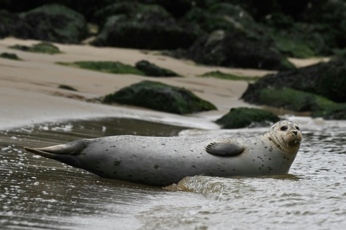 Temperaturrekord für die Nordsee: Wärmster Sommer seit Messbeginn
