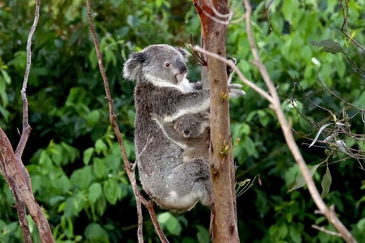 Australien stoppt Abholzung an Teilen seiner Ostküste für Koala-Nationalpark