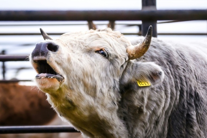 Thüringen: Wildgewordener Stier verletzt zwei Menschen und beschädigt vier Autos