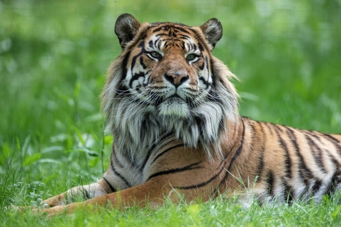 Heidelberger Zoo: 16 Jahre alter Sumatratiger Tebo eingeschläfert