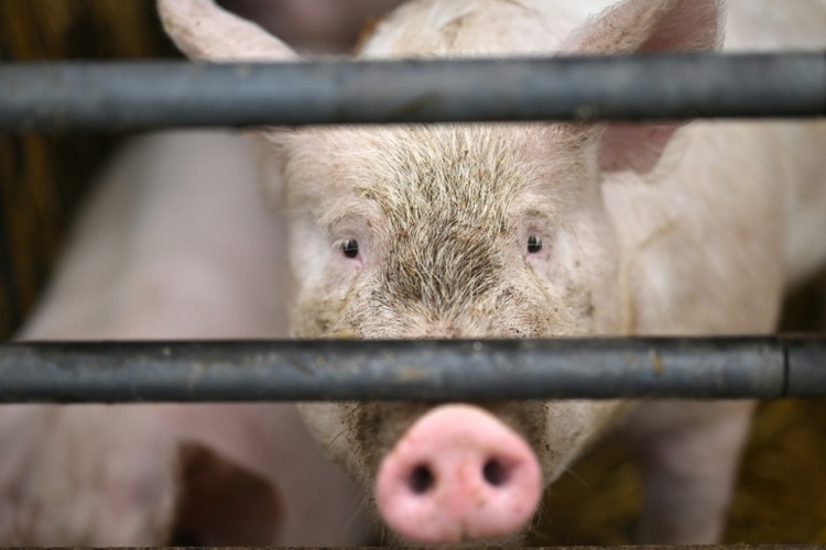 Dutzende Schweine sterben bei Stallbrand in Baden-Württemberg