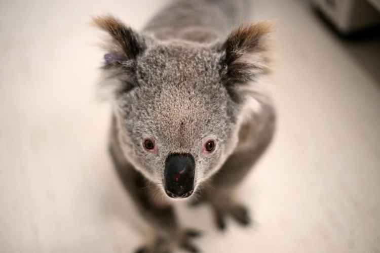 Zulassung von Chlamydien-Impfung soll Australiens Koalas vor der Ausrottung retten