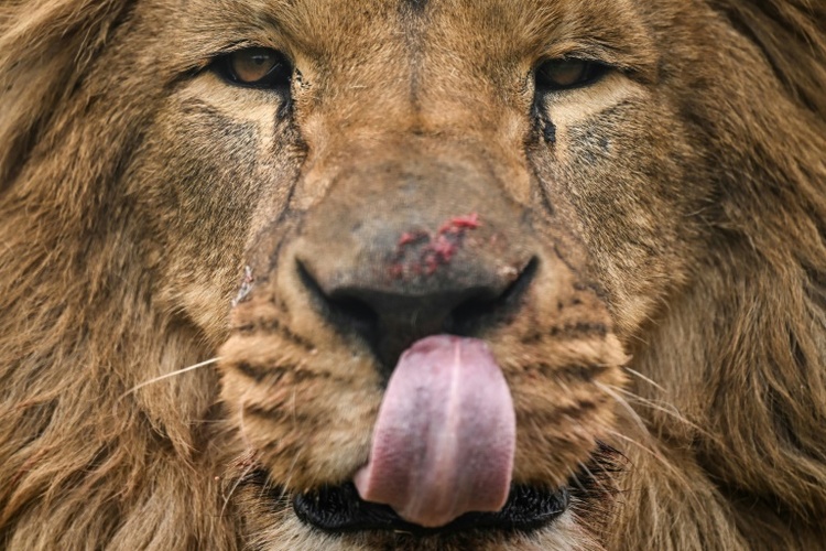 Wärter von thailändischem Safari-Park bei Löwenattacke getötet