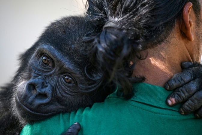 Neun Monate nach Rettung: Geschmuggeltes Gorillababy soll nach Afrika heimkehren