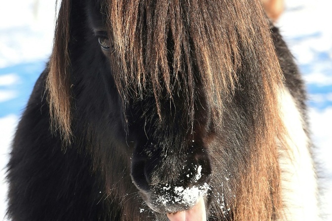 Pferd im Kofferraum: Polizei stoppt bei Aachen mit Pony beladenes Auto