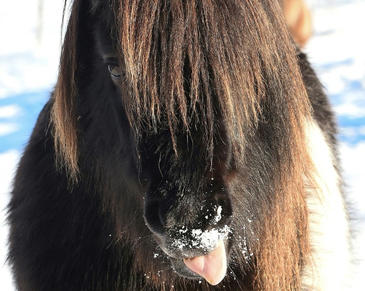 Pferd im Kofferraum: Polizei stoppt bei Aachen mit Pony beladenes Auto
