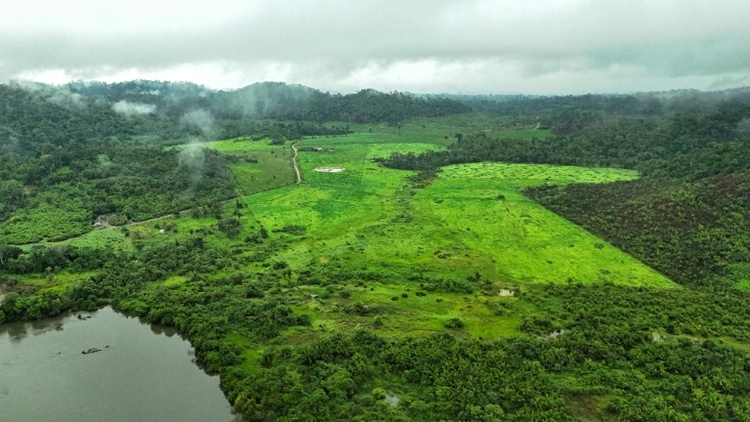 Amazonas-Regenwald in Brasilien verliert in 40 Jahren Fläche von Größe Spaniens