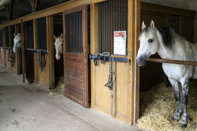 Rund 15 Pferde verenden bei Stallbrand in Bayern