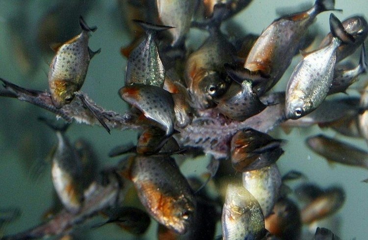 Invasive Arten: Sri Lanka verbietet Haltung von Piranhas und anderen Raubfischen