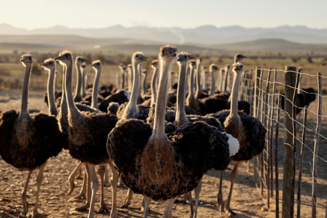 Studie: Vorfahren von Strauß und Emu konnten fliegen