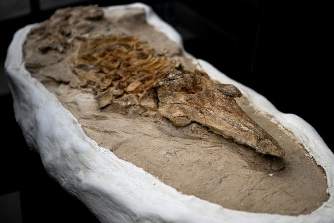 Peruanische Forscher präsentieren zwölf Millionen Jahre altes Fossil eines Tümmlers