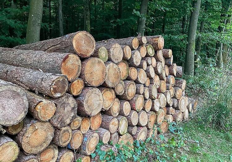 Studie: Klimawandel belastet Waldwirtschaft unterschiedlich