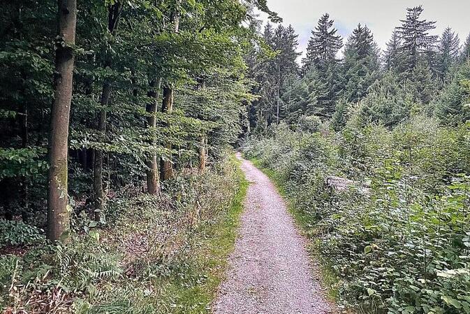 Studie: Artenvielfalt im Wald schützt nicht automatisch vor Dürre