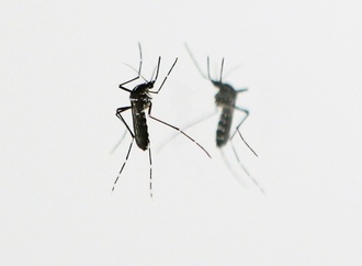 112 Millionen Jahre alte Insekten in Bernstein in Ecuador entdeckt