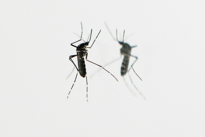 112 Millionen Jahre alte Insekten in Bernstein in Ecuador entdeckt