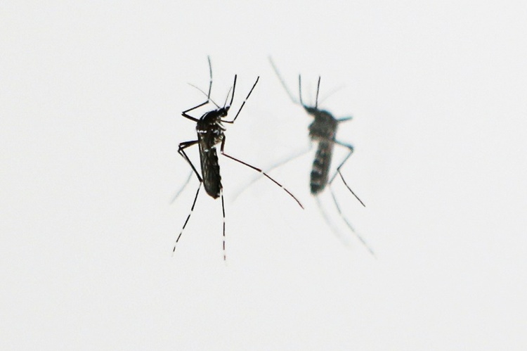 112 Millionen Jahre alte Insekten in Bernstein in Ecuador entdeckt
