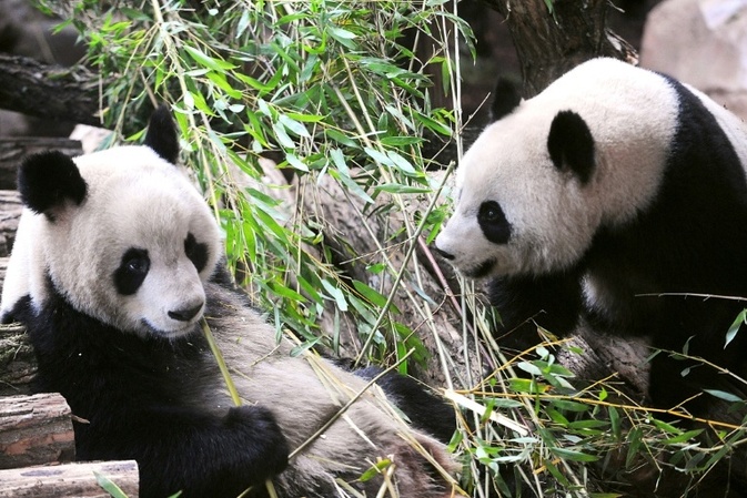 In Frankreich lebendes Pandapaar soll zurück nach China