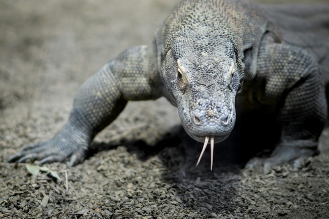 Seltener Zuchterfolg: Sieben Komodowarane in Leipziger Zoo geschlüpft