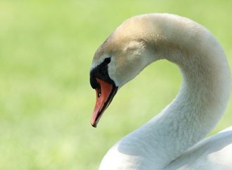 Verletzter Schwan sorgt für Polizeieinsatz auf Autobahn 9 in Thüringen