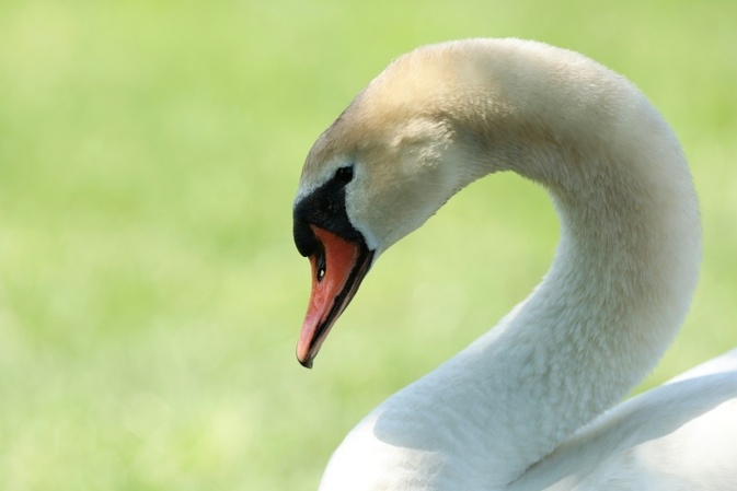 Verletzter Schwan sorgt für Polizeieinsatz auf Autobahn 9 in Thüringen