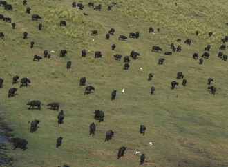 Rund hundert Büffel sterben in Namibia bei Flucht vor Löwen